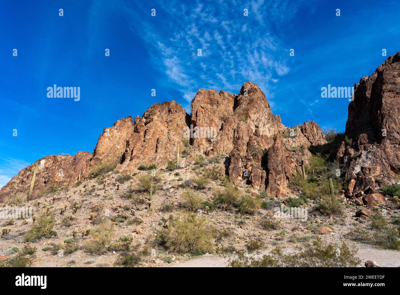 Cactus Saguaro & Teddy Bear Cholla dans les montagnes Plomosa dans le désert de Sonora près de Quartzsite, Arizona. Banque D'Images