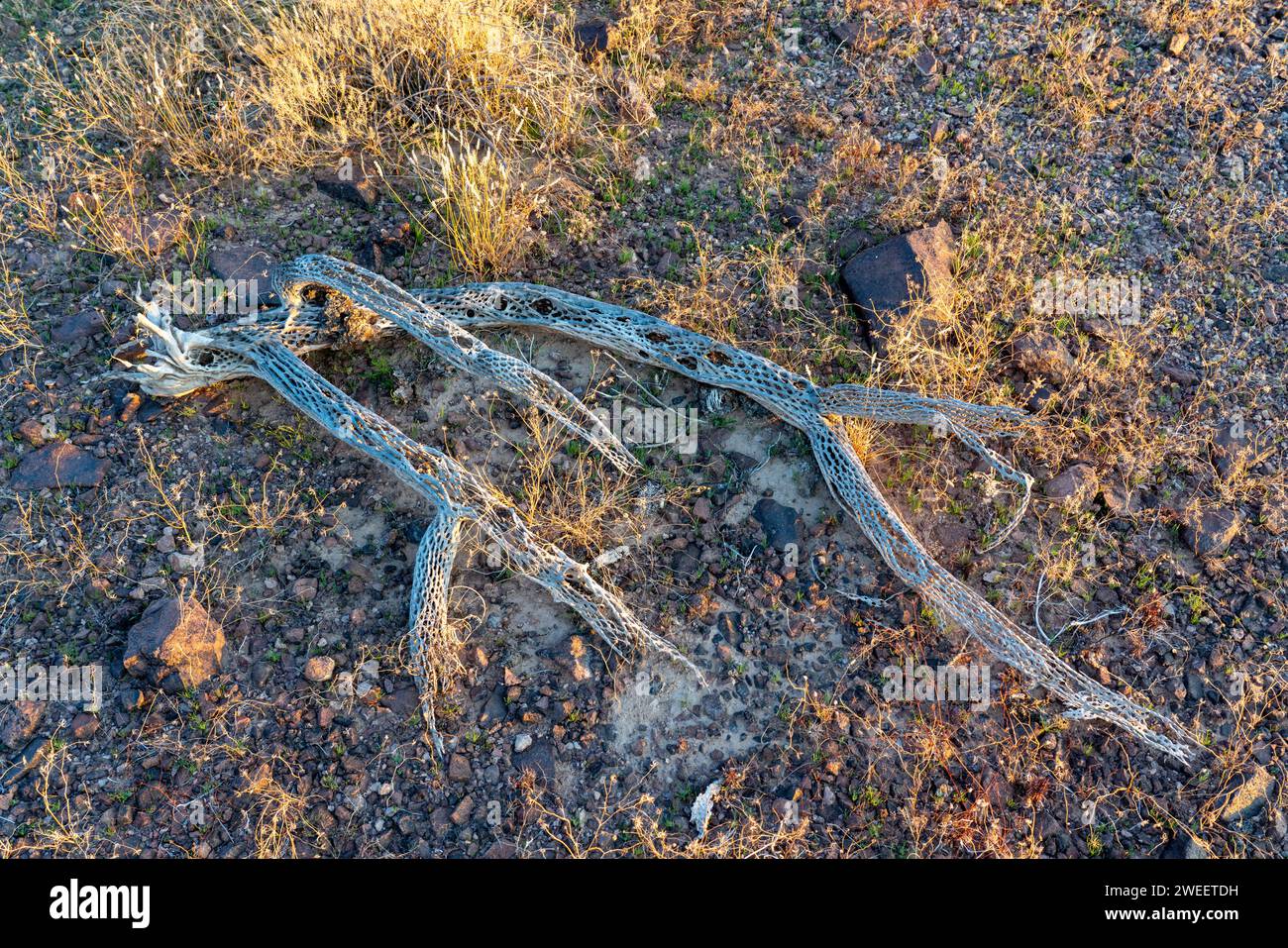 Bois de cholla dans le désert de Sonora près de Quartzsite, Arizona. Banque D'Images