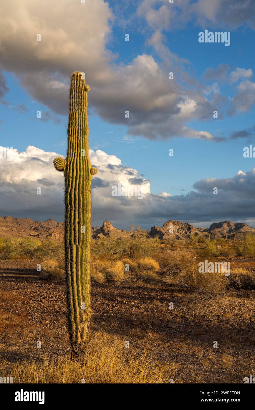 Un cactus saguaro avec les montagnes Plomosa au coucher du soleil dans le désert de Sonora près de Quartzsite, Arizona. Banque D'Images