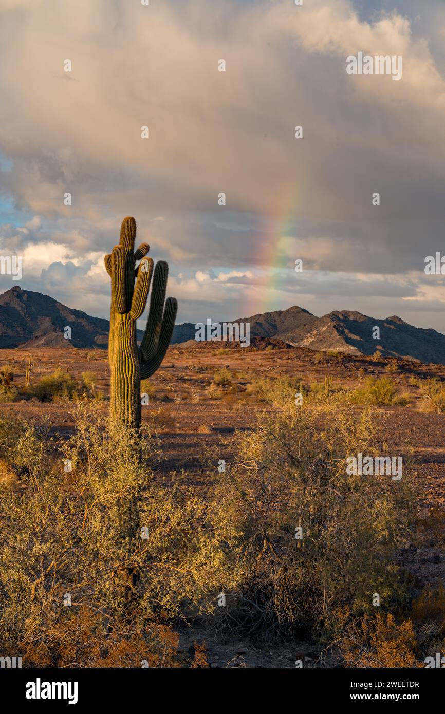 Saguaro cactus et un arc-en-ciel au-dessus des montagnes Plomosa dans le désert de Sonora près de Quartzsite, Arizona. Banque D'Images