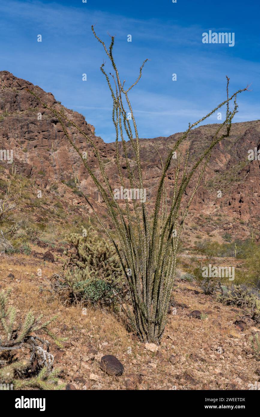 Ocotillo, Fouquieria splendens, dans le désert de Sonora près de Quartzsite, Arizona. Banque D'Images