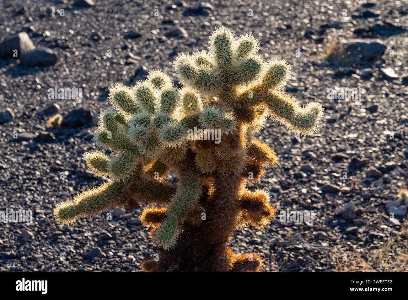 Ours en peluche Cholla, Cylindropuntia bigelovii, dans le désert de Sonora près de Quartzsite, Arizona. Banque D'Images