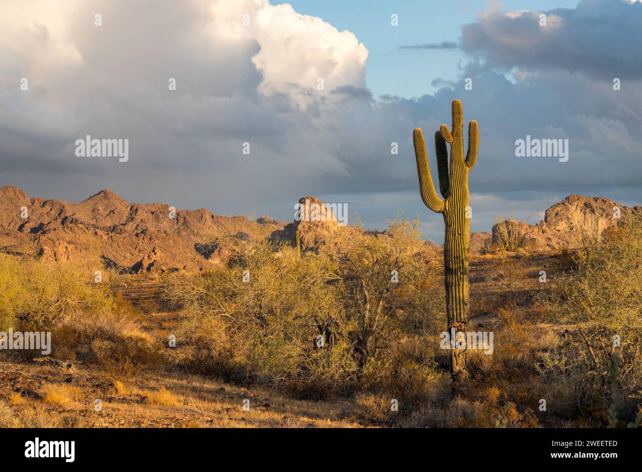 Un cactus saguaro avec les montagnes Plomosa au coucher du soleil dans le désert de Sonora près de Quartzsite, Arizona. Banque D'Images