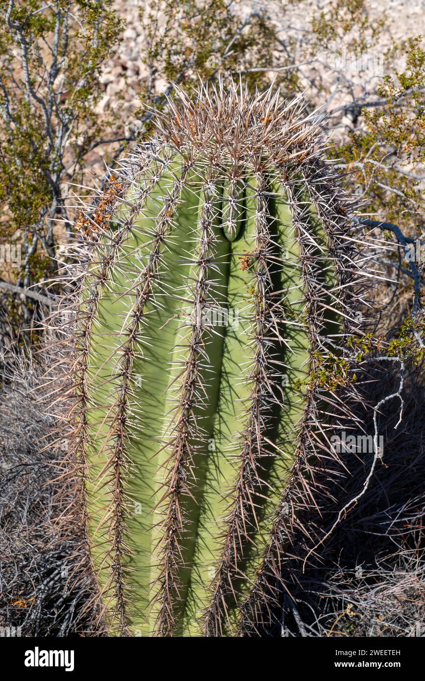 Un jeune cactus saguaro, Carnegiea gigantea, dans le désert de Sonora près de Quartzsite, Arizona. Banque D'Images