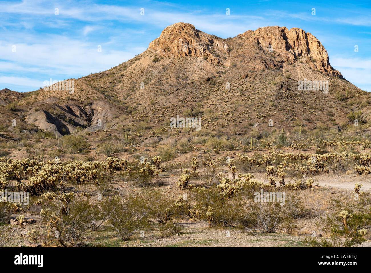 Teddy Bear Cholla & saguaro cactus dans les montagnes Plomosa dans le désert de Sonora près de Quartzsite, Arizona. Banque D'Images
