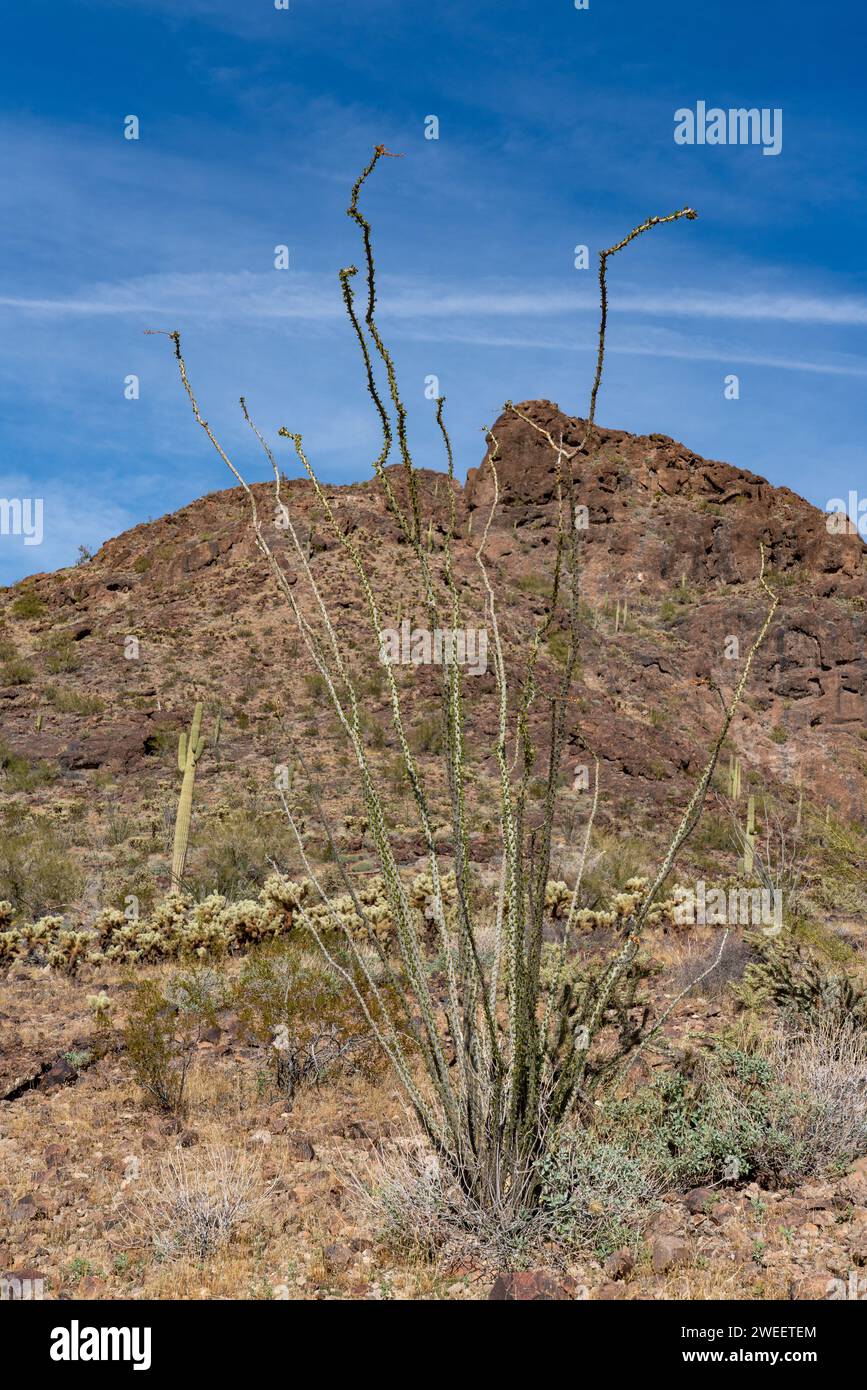 Ocotillo, Fouquieria splendens, dans le désert de Sonora près de Quartzsite, Arizona. Banque D'Images