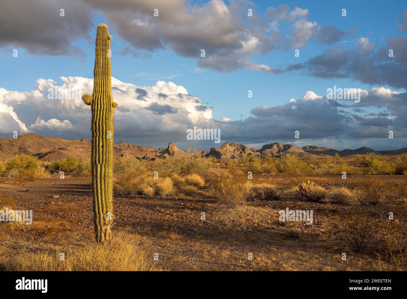 Un cactus saguaro avec les montagnes Plomosa au coucher du soleil dans le désert de Sonora près de Quartzsite, Arizona. Banque D'Images