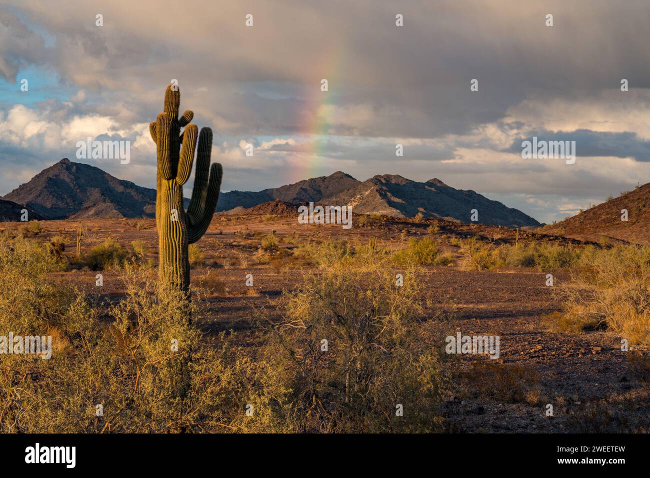 Saguaro cactus et un arc-en-ciel au-dessus des montagnes Plomosa dans le désert de Sonora près de Quartzsite, Arizona. Banque D'Images