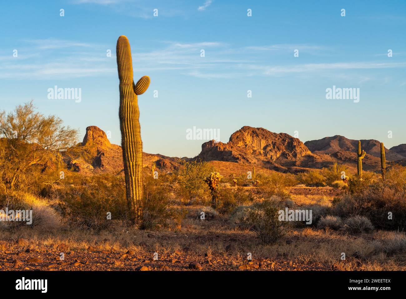 Cactus Saguaro avec les montagnes Plomosa dans le désert de Sonora près de Quartzsite, Arizona. Banque D'Images