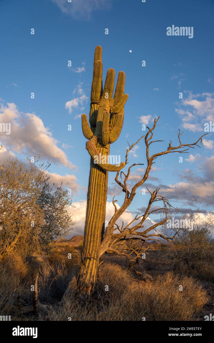 La lune au-dessus d'un cactus saguaro près du coucher du soleil dans le désert de Sonora près de Quartzsite, Arizona. Banque D'Images