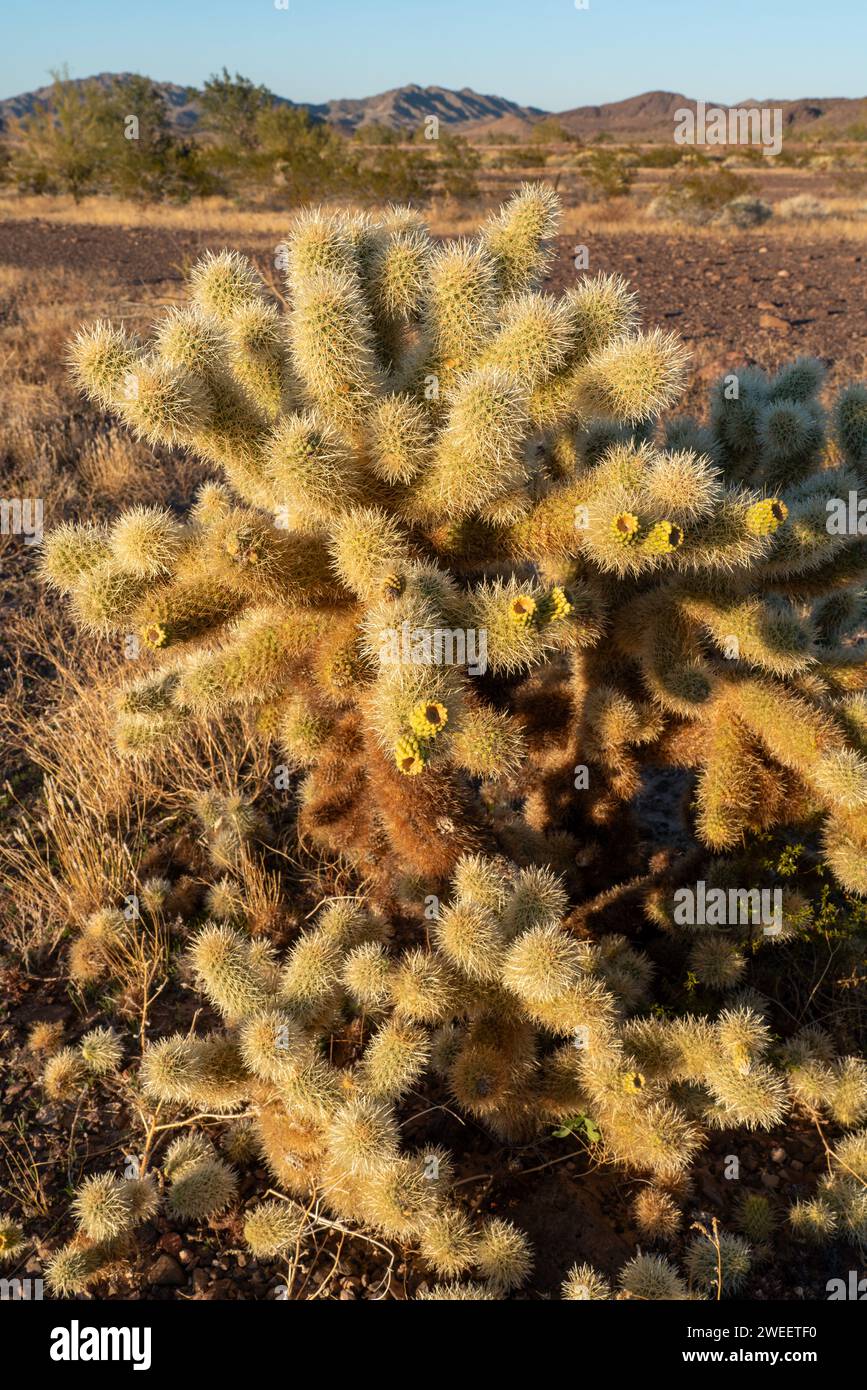 Ours en peluche Cholla aux fruits, Cylindropuntia bigelovii, dans le désert de Sonora près de Quartzsite, Arizona. Banque D'Images