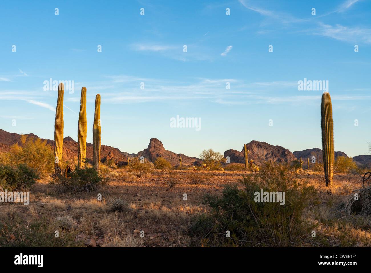 Cactus Saguaro avec les montagnes Plomosa dans le désert de Sonora près de Quartzsite, Arizona. Banque D'Images