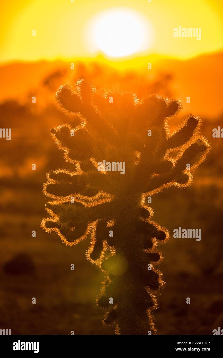 Ours en peluche Cholla, Cylindropuntia bigelovii, dans le désert de Sonora près de Quartzsite, Arizona. Banque D'Images