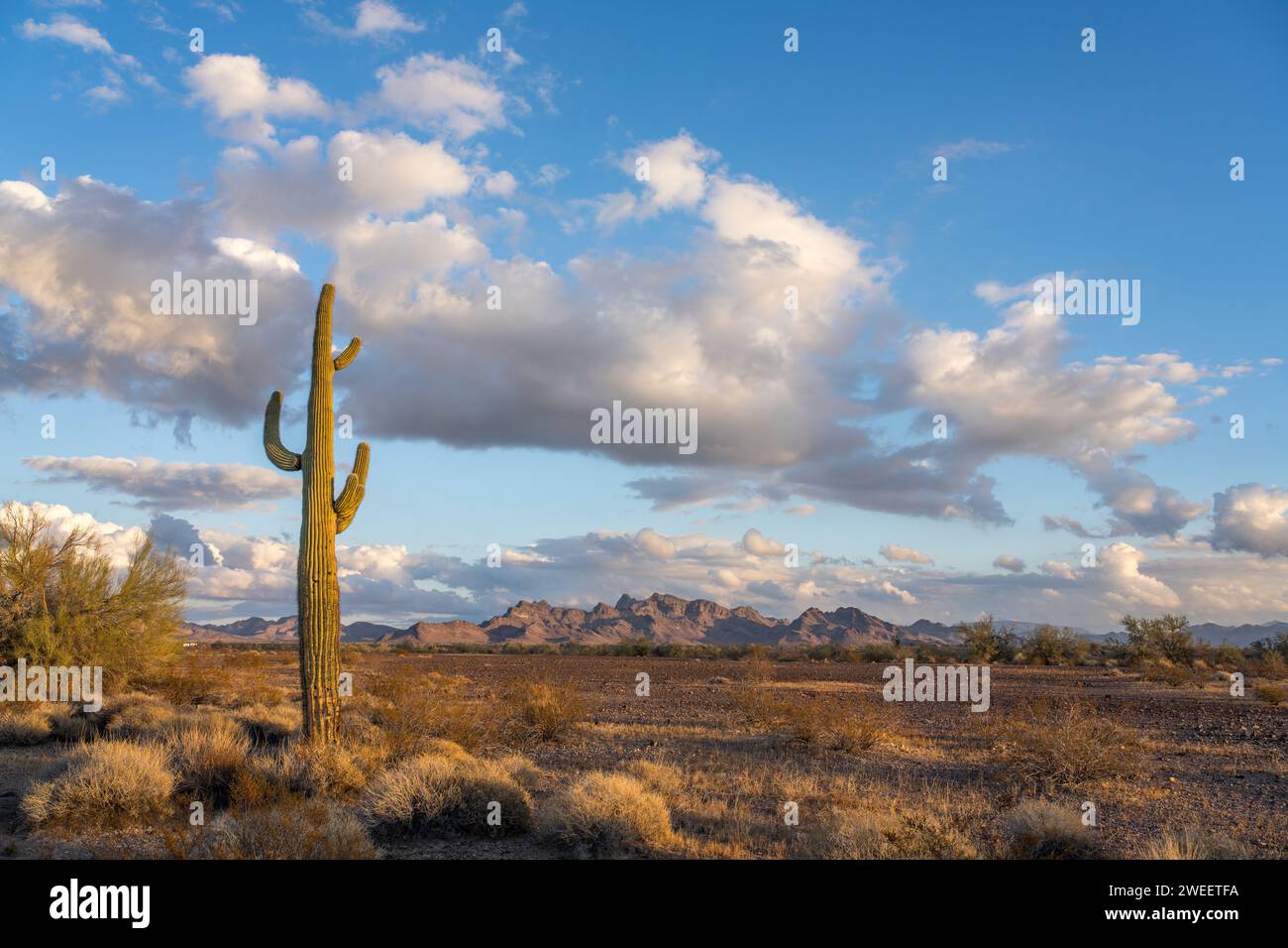 Un cactus saguaro avec les montagnes Plomosa dans le désert de Sonora près de Quartzsite, Arizona. Banque D'Images