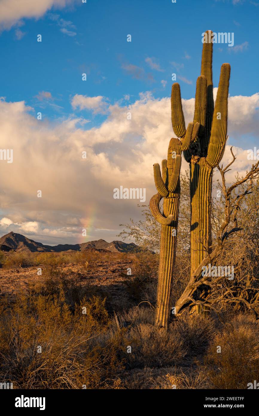 Saguaro cactus et un arc-en-ciel au-dessus des montagnes Plomosa dans le désert de Sonora près de Quartzsite, Arizona. Banque D'Images