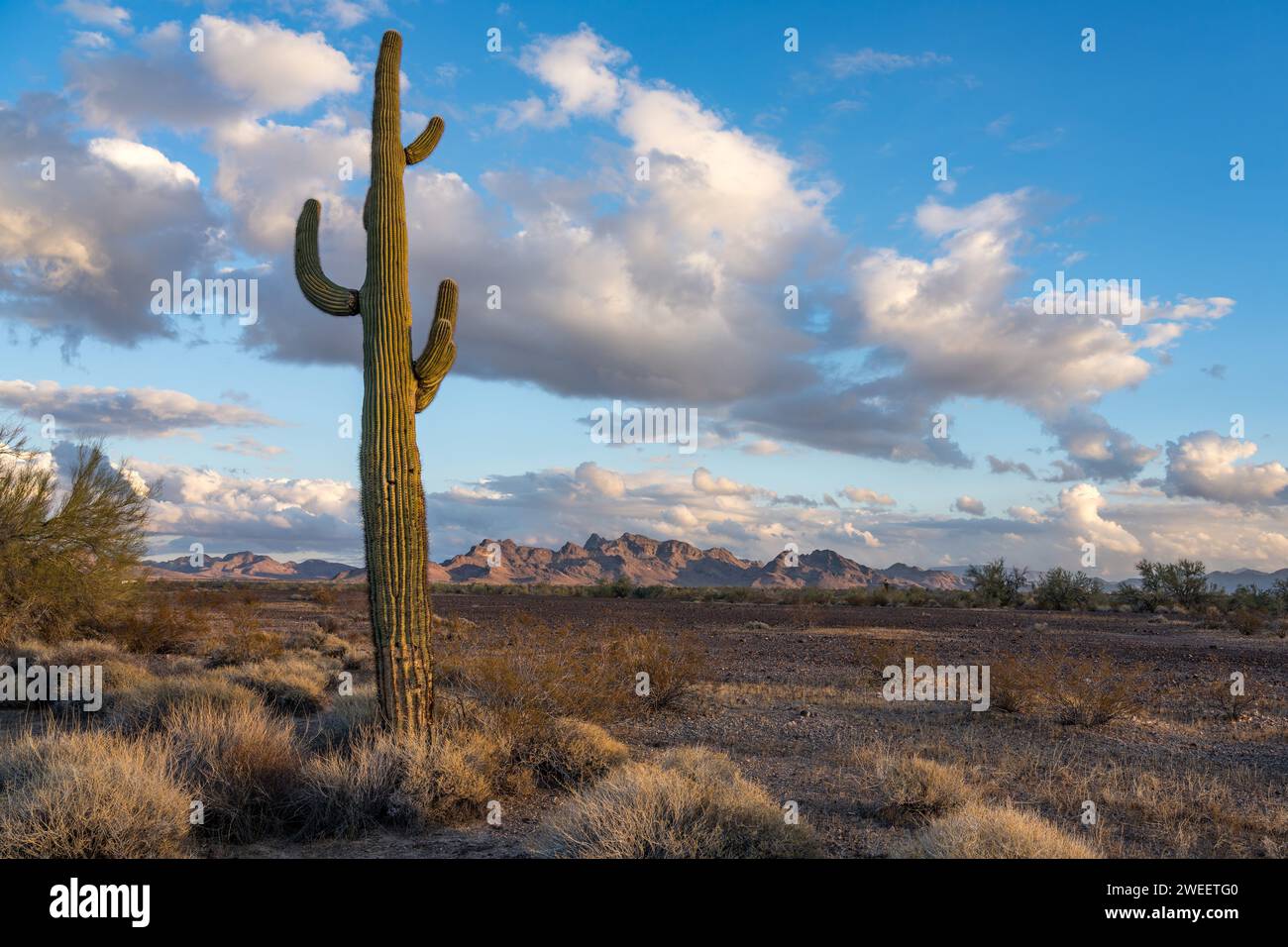 Un cactus saguaro avec les montagnes Plomosa dans le désert de Sonora près de Quartzsite, Arizona. Banque D'Images