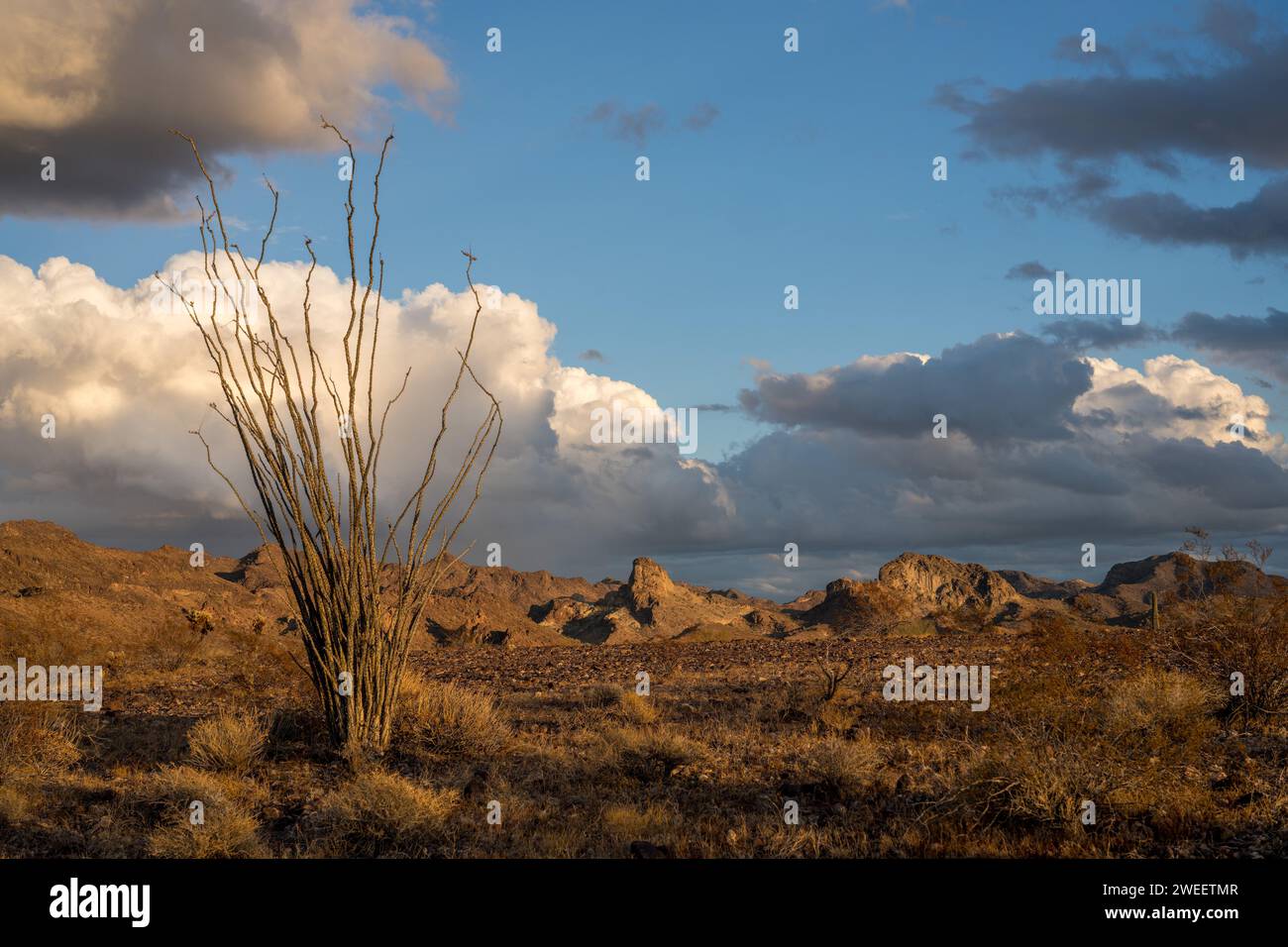 Ocotillo, Fouquieria splendens, avec les montagnes Plomosa derrière dans le désert de Sonora près de Quartzsite, Arizona. Banque D'Images