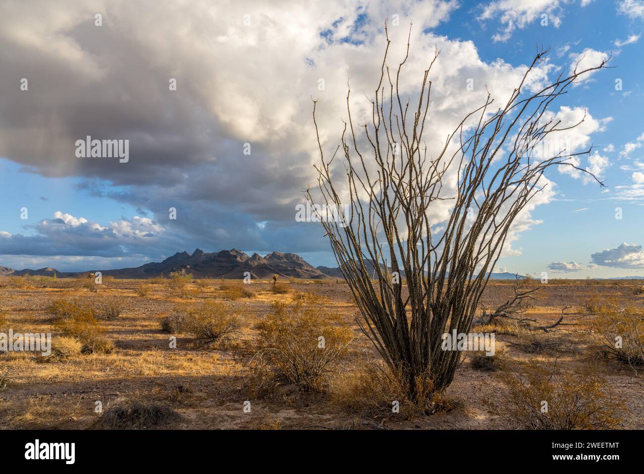 Ocotillo, Fouquieria splendens, avec les montagnes Plomosa derrière dans le désert de Sonora près de Quartzsite, Arizona. Banque D'Images