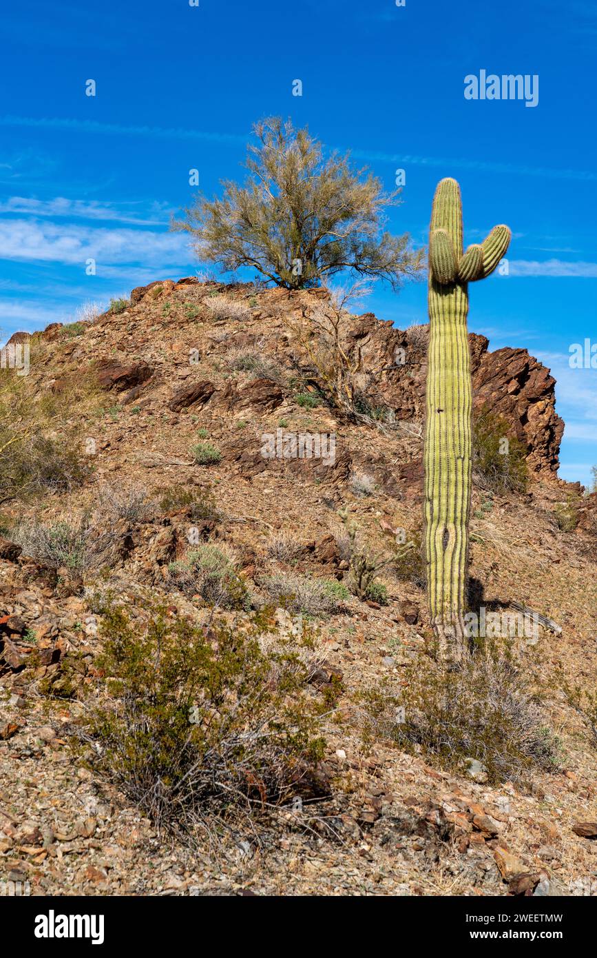 Cactus Saguaro avec des buissons de créosote et des arbres palo verde dans le désert de Sonora près de Quartzsite, Arizona. Banque D'Images