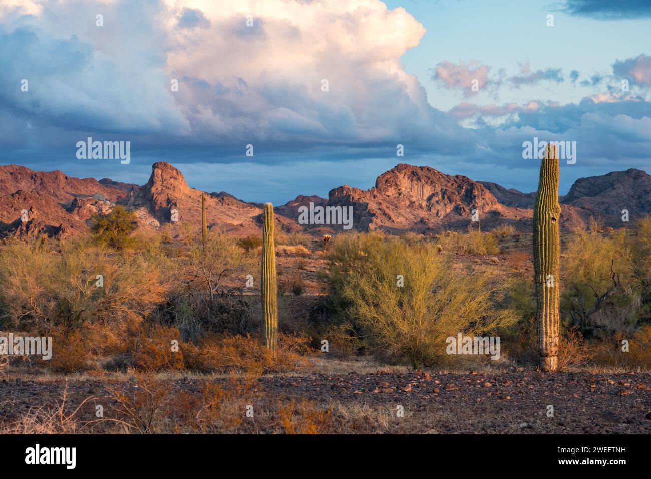 Cactus Saguaro avec les montagnes Plomosa au coucher du soleil dans le désert de Sonora près de Quartzsite, Arizona. Banque D'Images