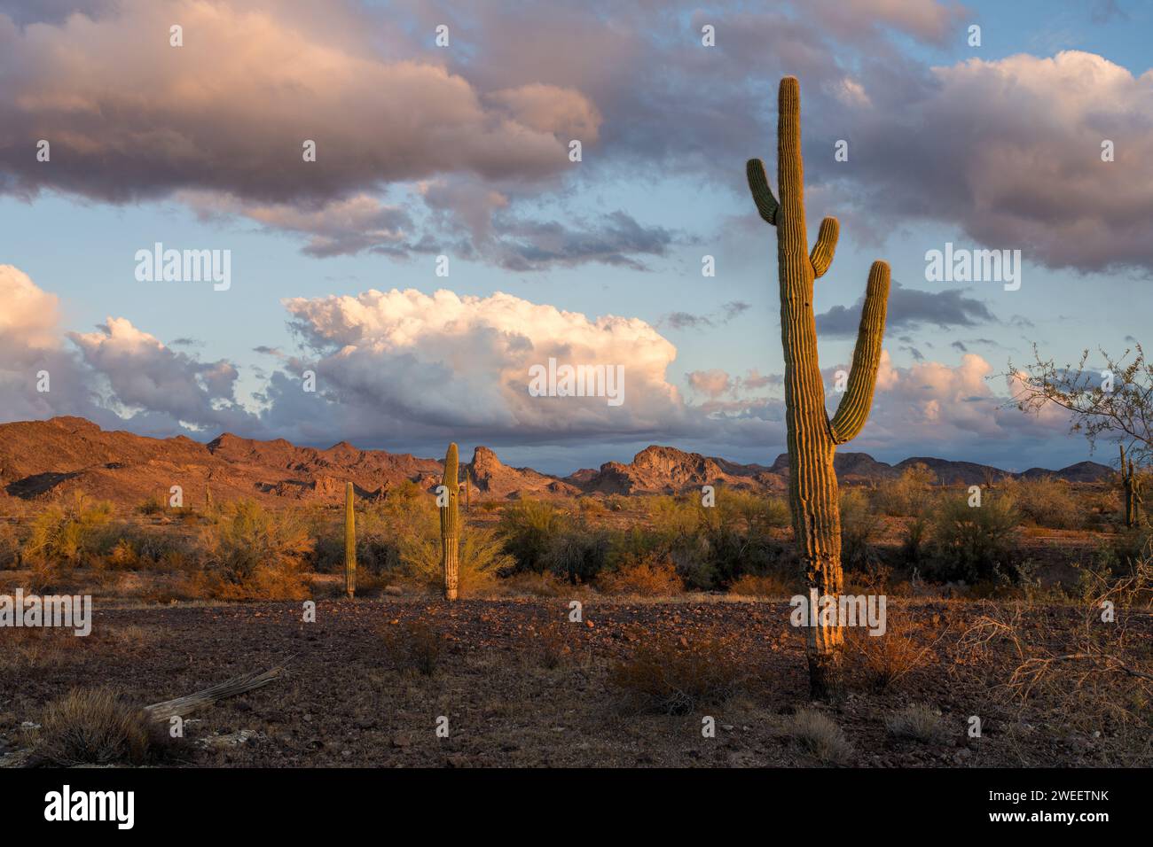 Cactus Saguaro avec les montagnes Plomosa au coucher du soleil dans le désert de Sonora près de Quartzsite, Arizona. Banque D'Images