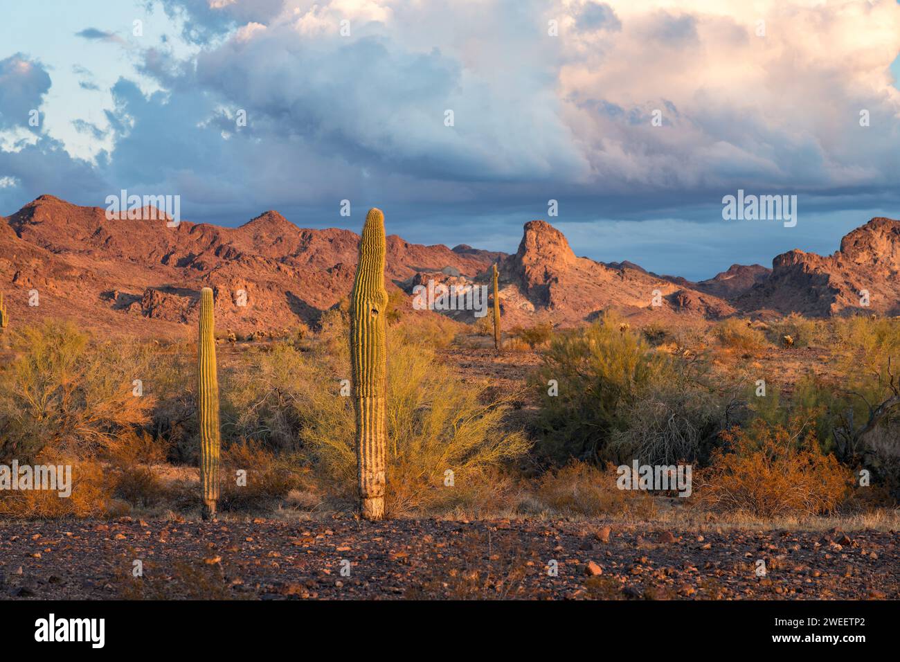 Cactus Saguaro avec les montagnes Plomosa au coucher du soleil dans le désert de Sonora près de Quartzsite, Arizona. Banque D'Images