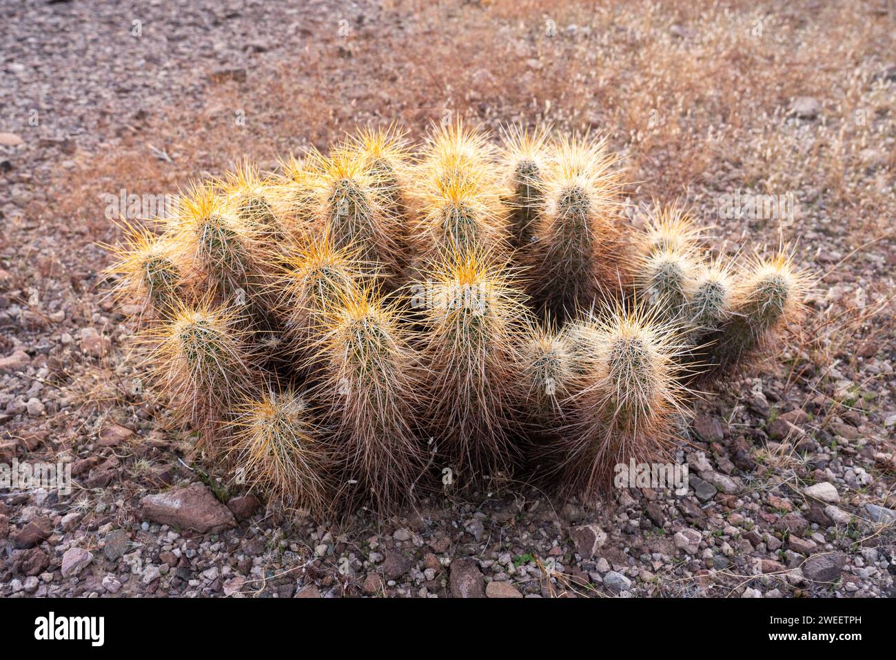 Engelmann's Hedgehog Cactus, Echinocereus engelmannii, dans le désert de Sonora près de Quartzsite, Arizona. Banque D'Images