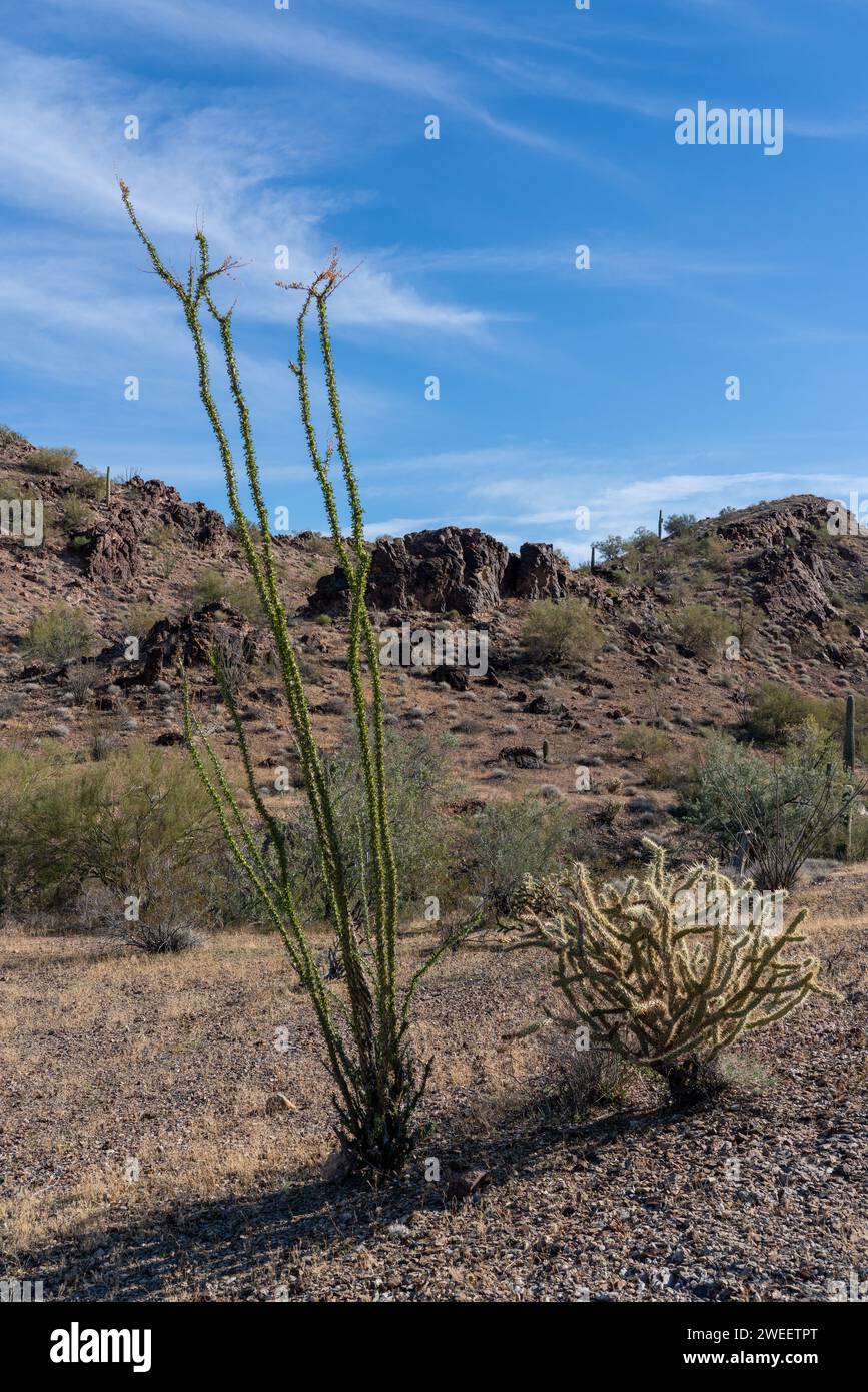 Ocotillo, Fouquieria splendens, & Buckhorn Cholla, Cylindropuntia acanthocarpa, dans le désert de Sonora près de Quartzsite, Arizona. Banque D'Images