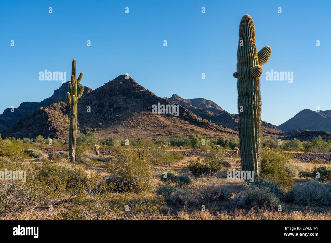 Cactus Saguaro avec les montagnes Plomosa dans le désert de Sonora près de Quartzsite, Arizona. Banque D'Images