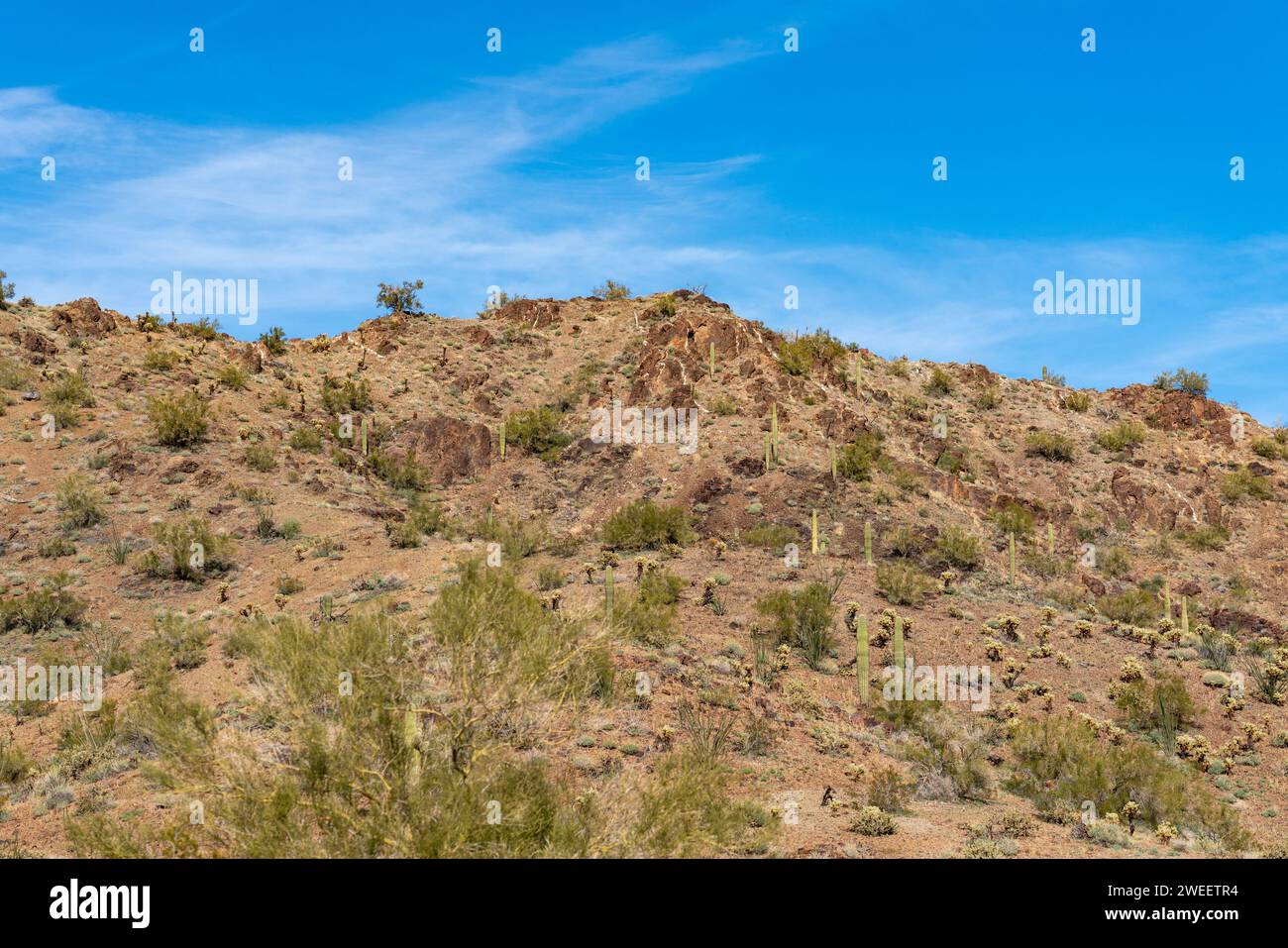 Cactus Saguaro & Teddy Bear Cholla dans les montagnes Plomosa dans le désert de Sonora près de Quartzsite, Arizona. Banque D'Images