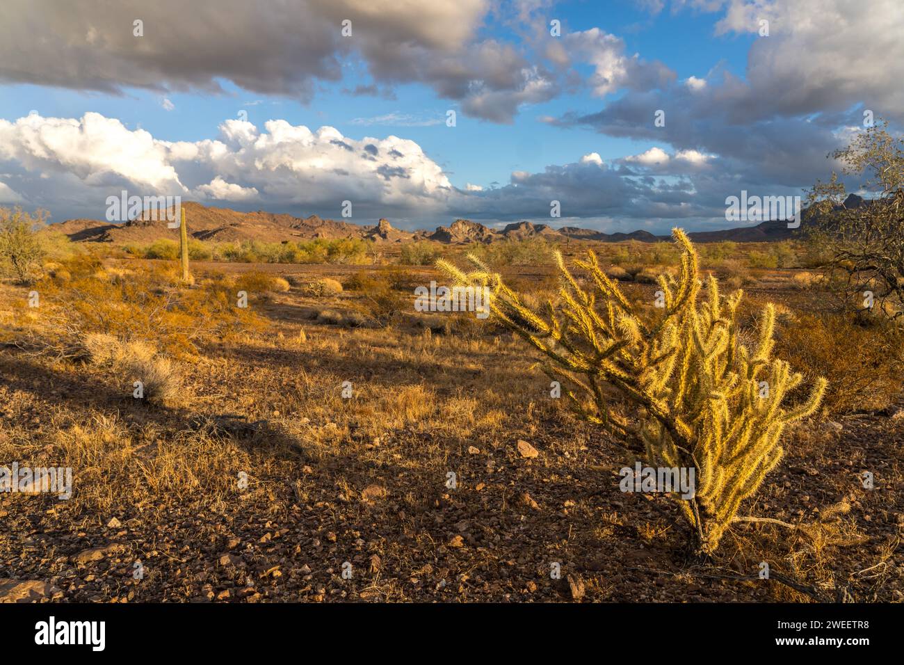 Buckhorn Cholla, Cylindropuntia acanthocarpa, dans le désert de Sonora près de Quartzsite, Arizona au coucher du soleil. Plomosa Mountains derrière. Banque D'Images