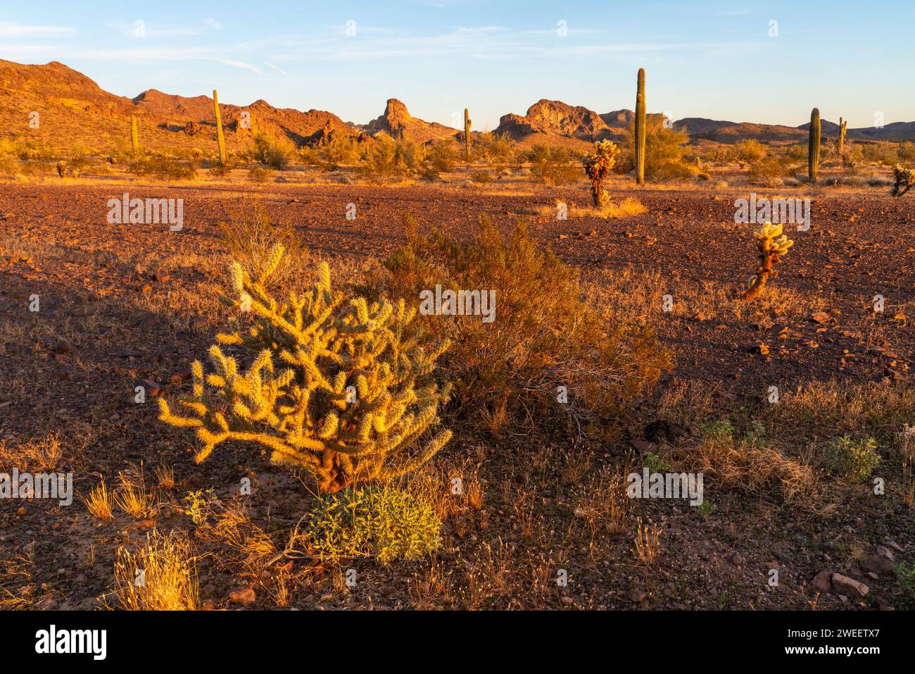 Buckhorn Cholla, Cylindropuntia acanthocarpa, dans le désert de Sonora près de Quartzsite, Arizona. Plomosa Mountains derrière. Banque D'Images