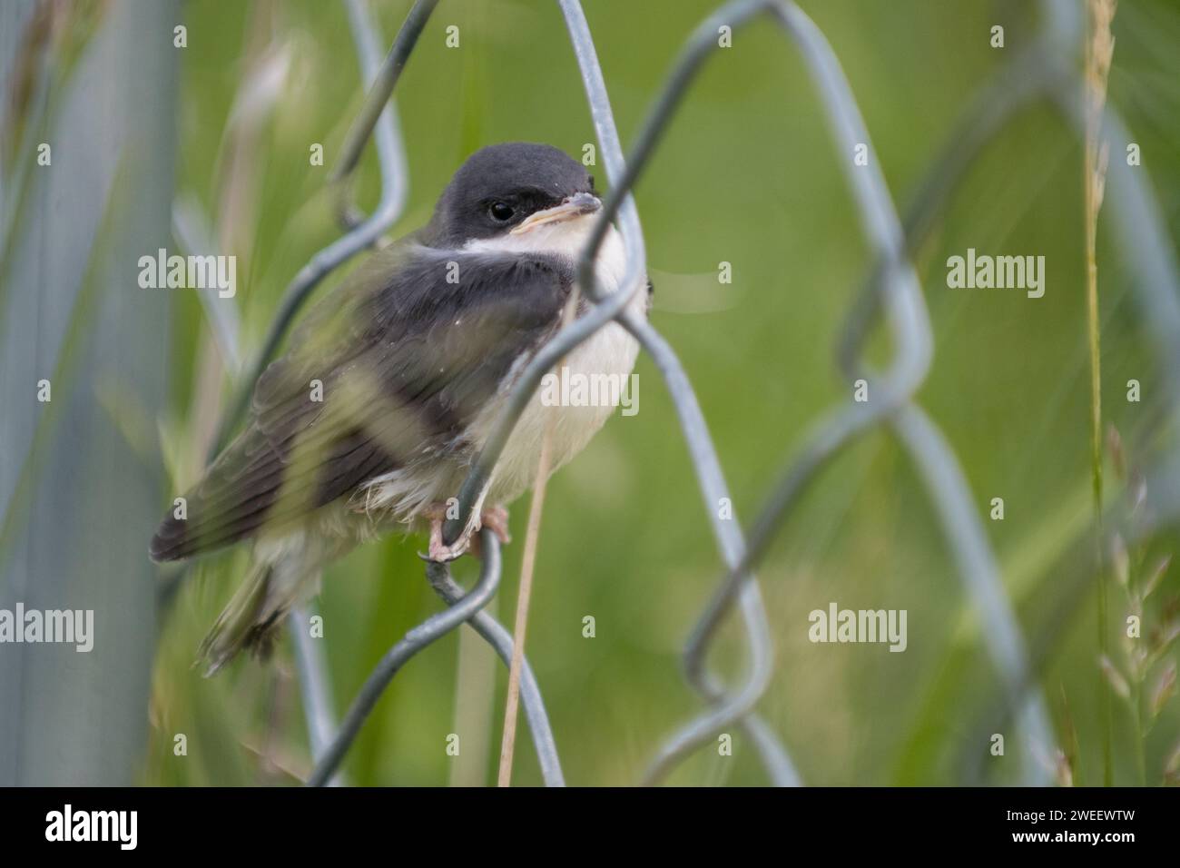 Swallow d'arbre naissant perché sur une clôture après avoir quitté le nid Banque D'Images