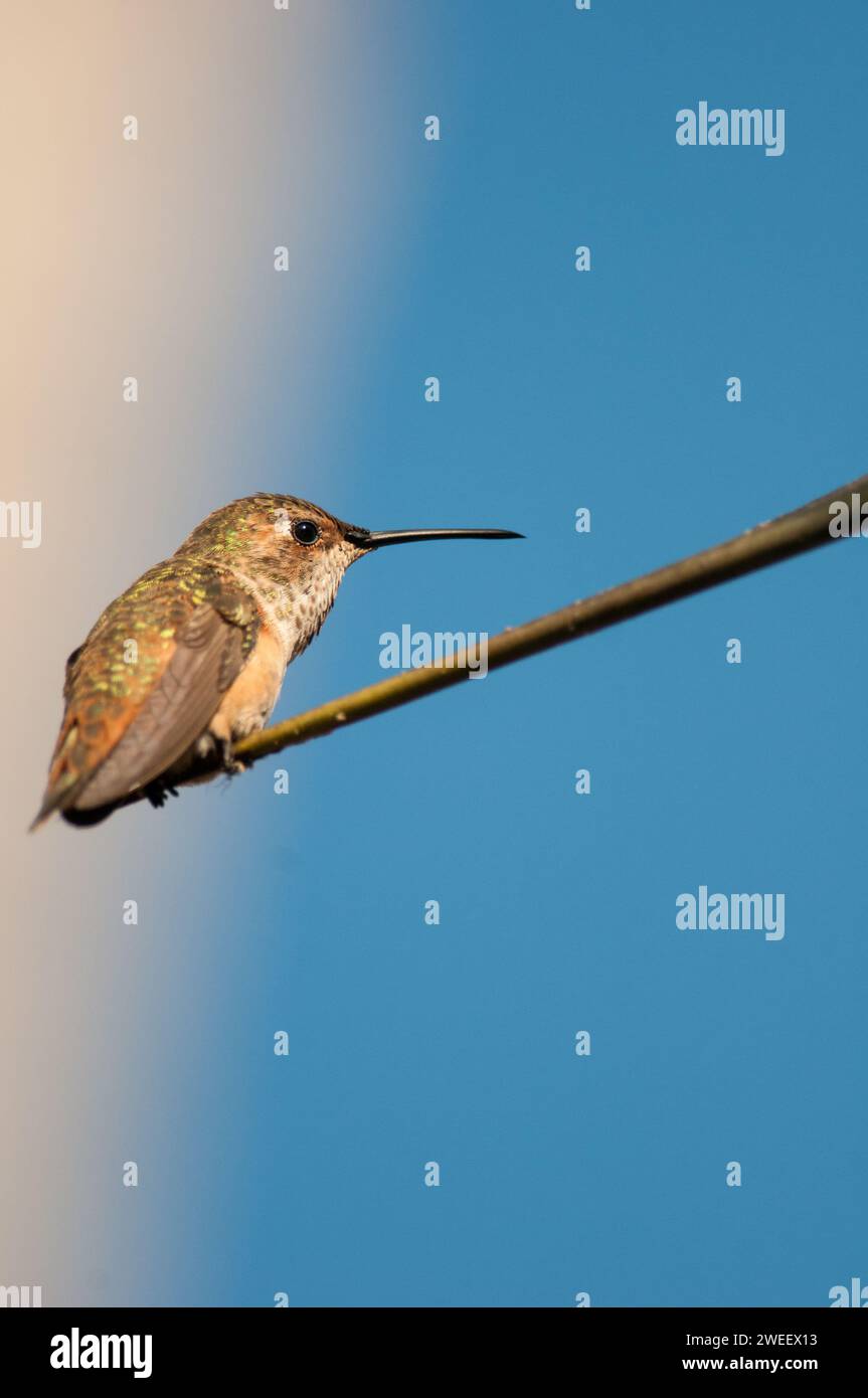 Rufous Hummingbird perché sur un arbre en vue de profil Banque D'Images