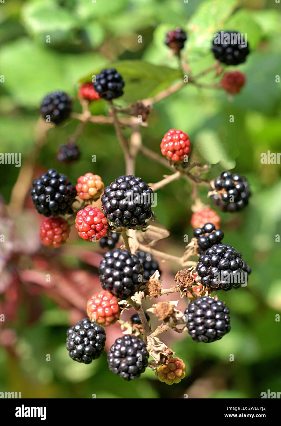 Mûres poussant à Hedgerow Banque D'Images