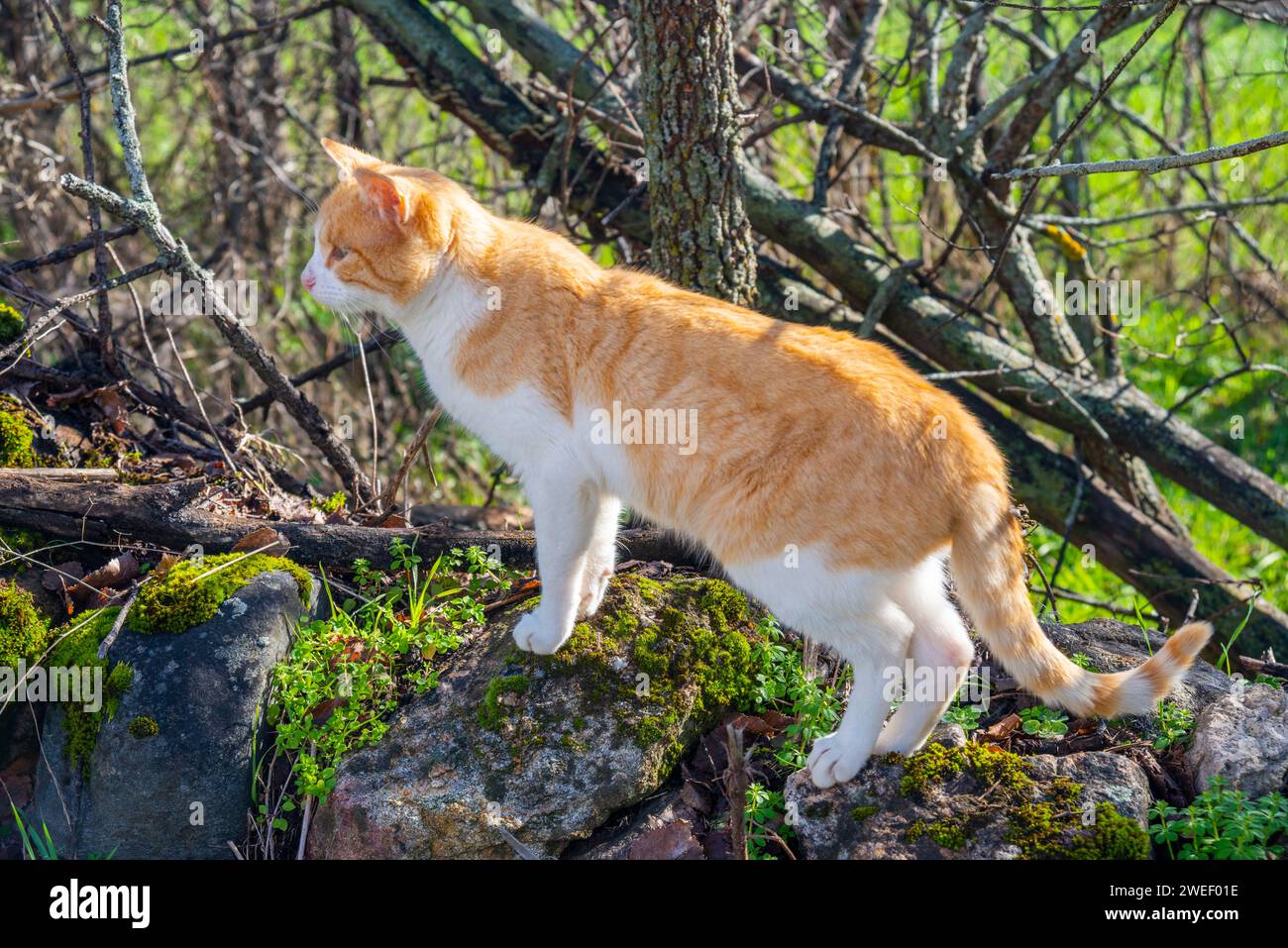 Chat tabby et blanc dans la nature. Banque D'Images