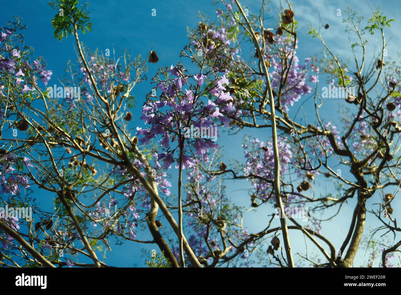 Les jacarandas violettes fleurissent dans les rues de Buenos Aires. Les fleurs de Jacaranda sont un symbole du printemps en Argentine. Banque D'Images