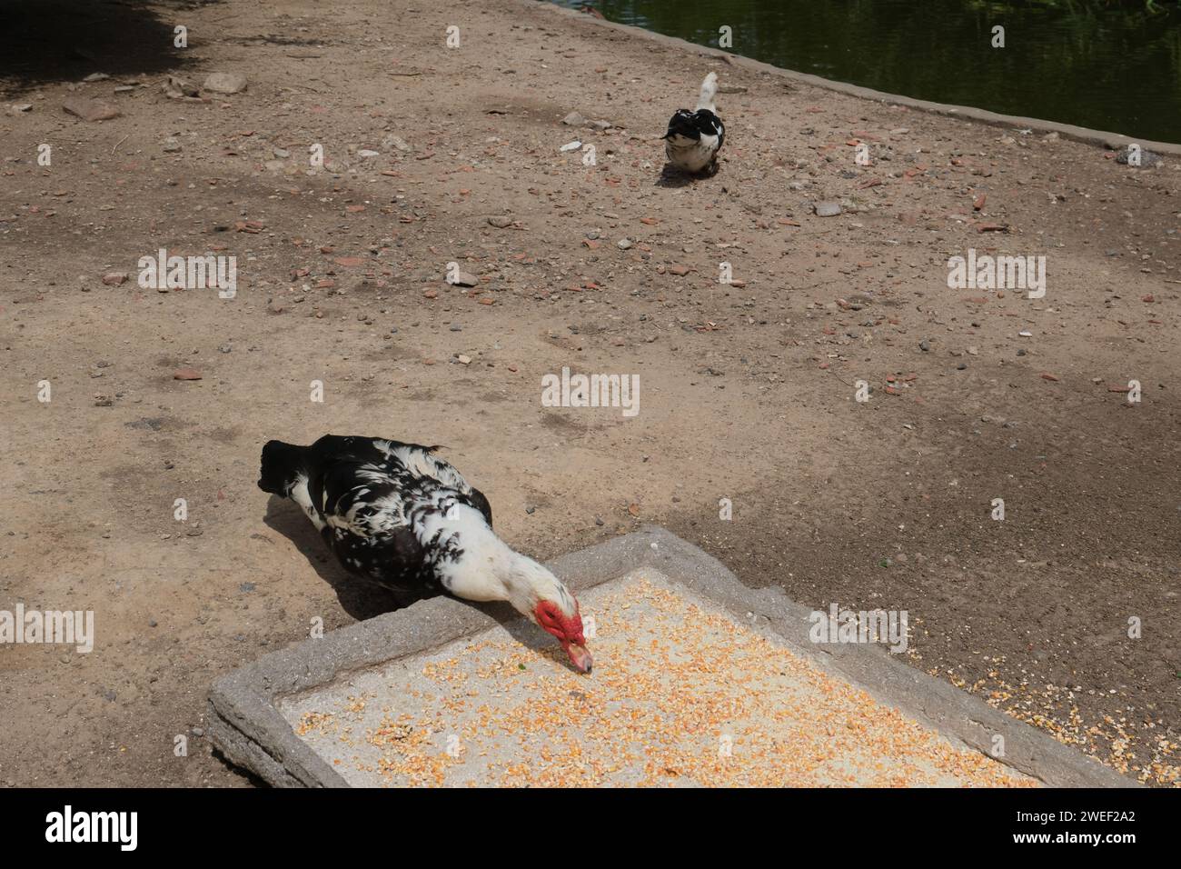 Canard musqué dans un parc à Buenos Aires, Argentine. journée ensoleillée, filmée sans personne. Banque D'Images