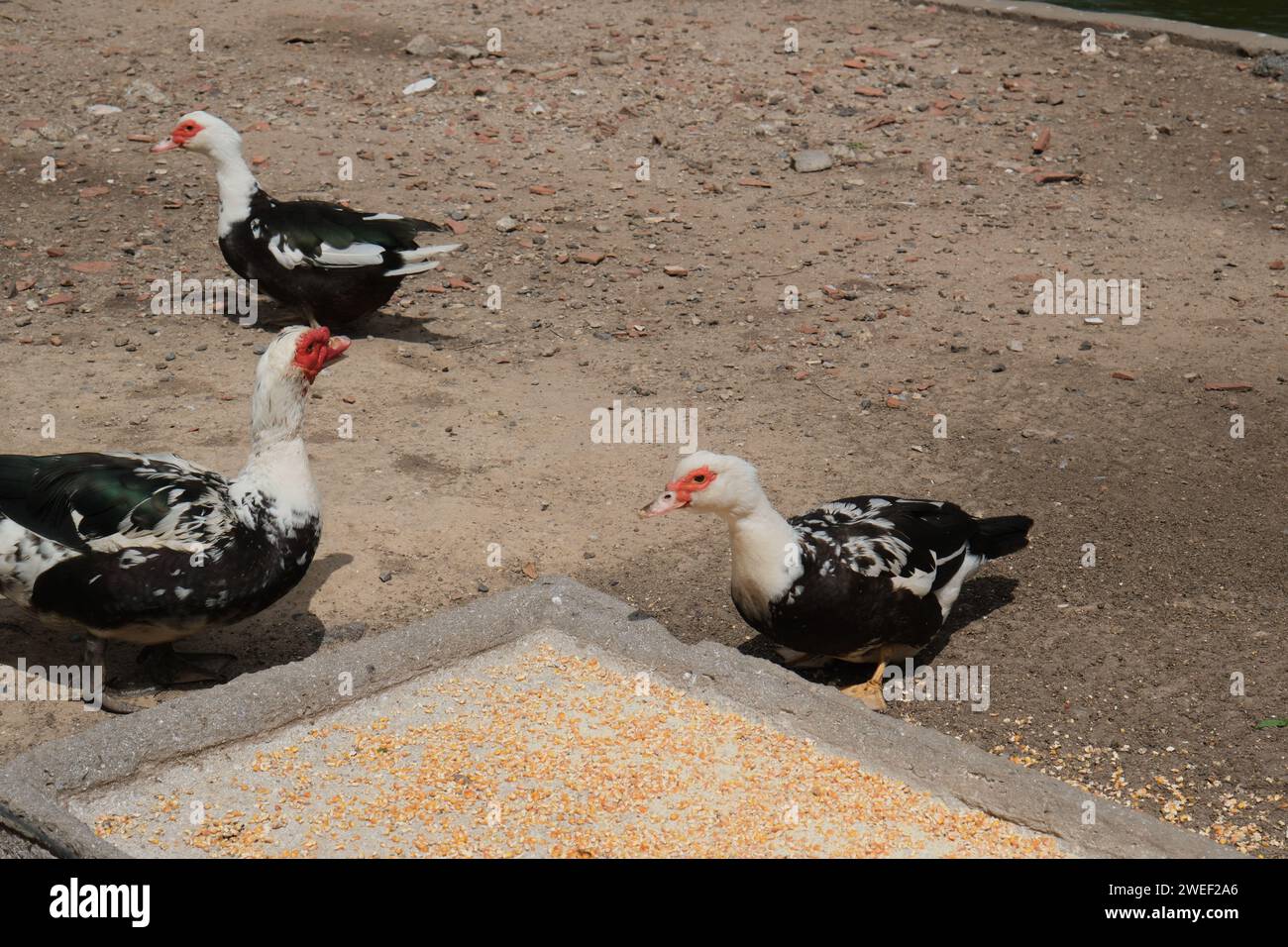 Canard musqué dans un parc à Buenos Aires, Argentine. journée ensoleillée, filmée sans personne. Banque D'Images