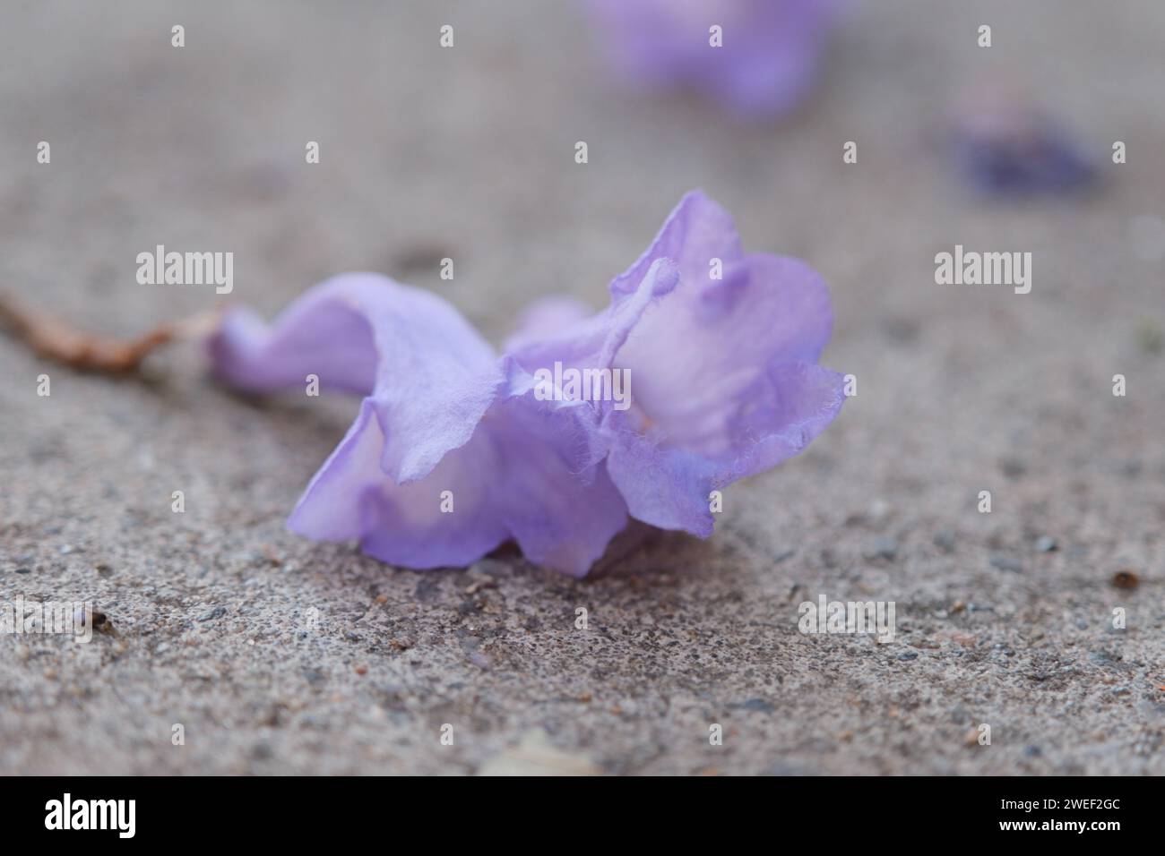Pétales jacarandi tombés sur le trottoir de la ville Banque D'Images