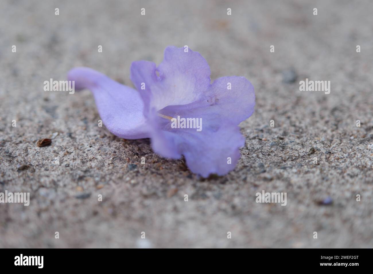 Pétales jacarandi tombés sur le trottoir de la ville Banque D'Images