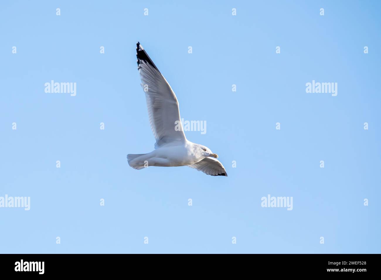 Un mouette à bec d'anneau vole au-dessus avec une envergure complète, isolé contre le ciel bleu un jour d'hiver en janvier dans l'Iowa. Banque D'Images