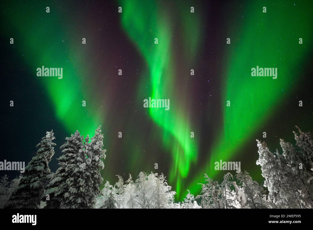Les aurores boréales ou aurores boréales avec des arbres enneigés à Levi, dans la région de Laponie en Finlande. Banque D'Images