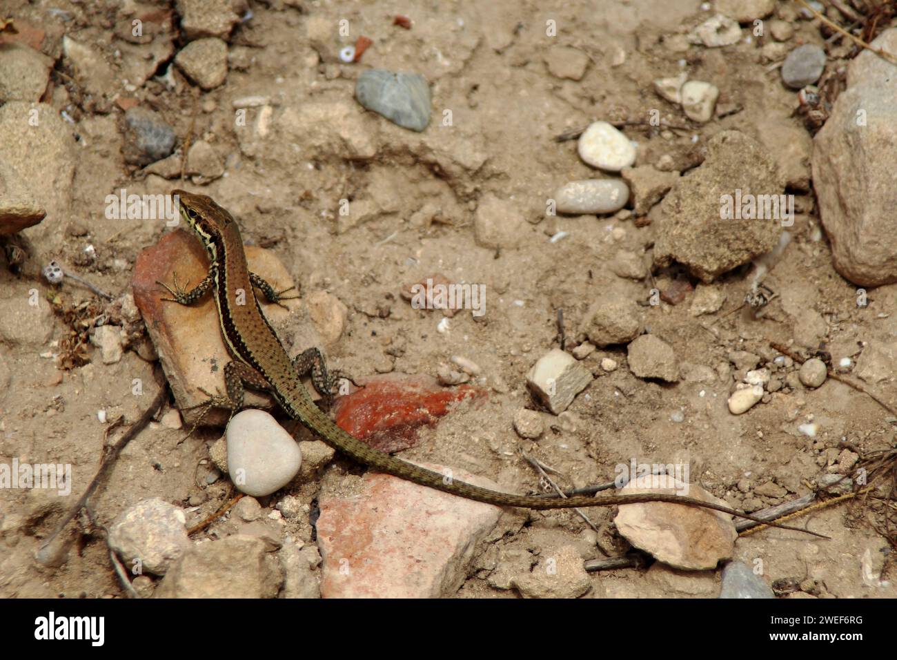 Phoenicolacerta troodica Banque D'Images