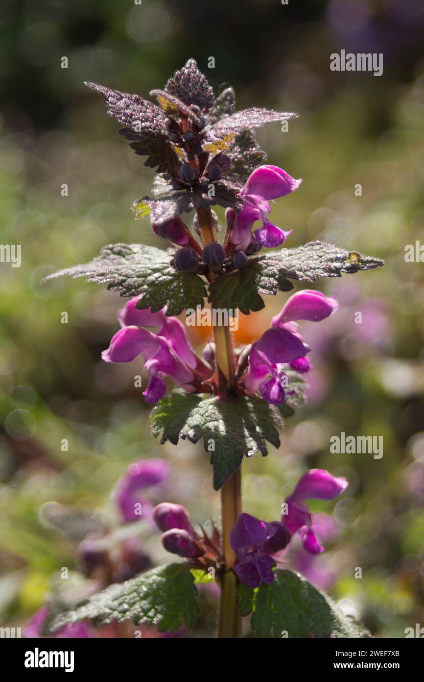 Vu Dead-Nettle Banque D'Images