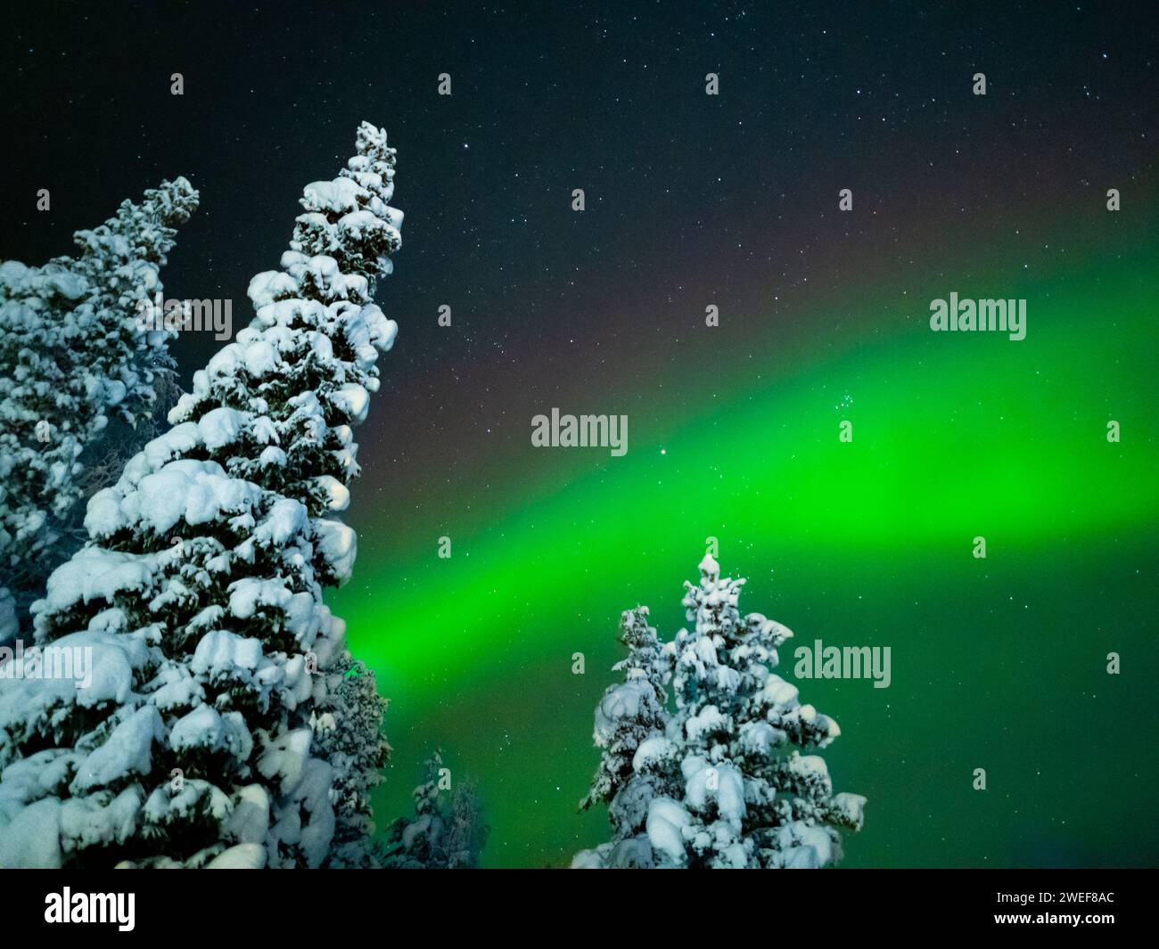 Les aurores boréales ou aurores boréales avec des arbres enneigés à Levi, dans la région de Laponie en Finlande. Banque D'Images