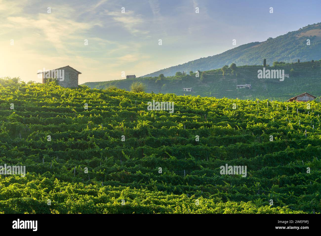 Vignobles de Prosecco Hills, site classé au patrimoine mondial de l'UNESCO. Valdobbiadene, Vénétie, Italie Banque D'Images