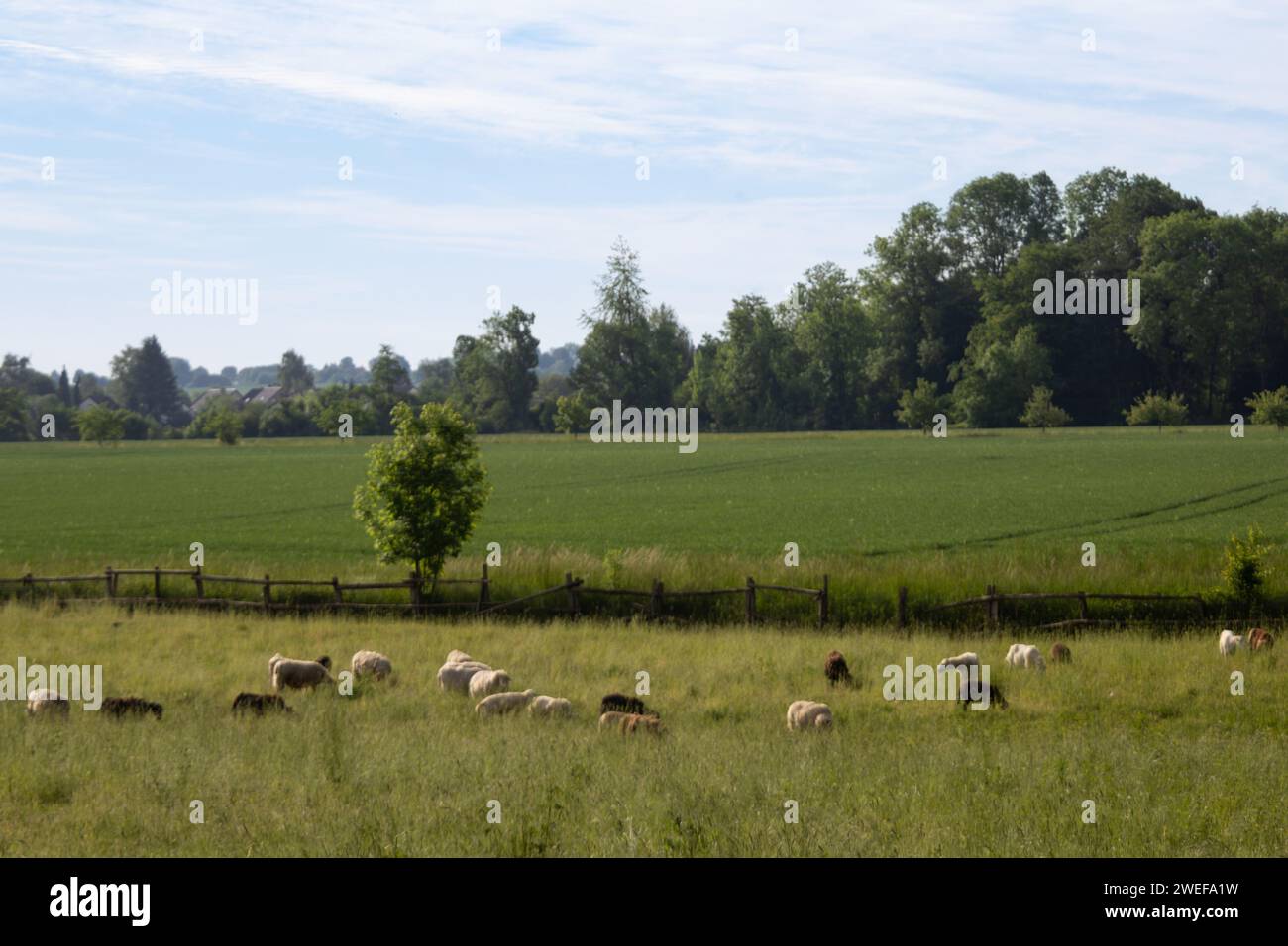 Moutons sur le Meadow Banque D'Images