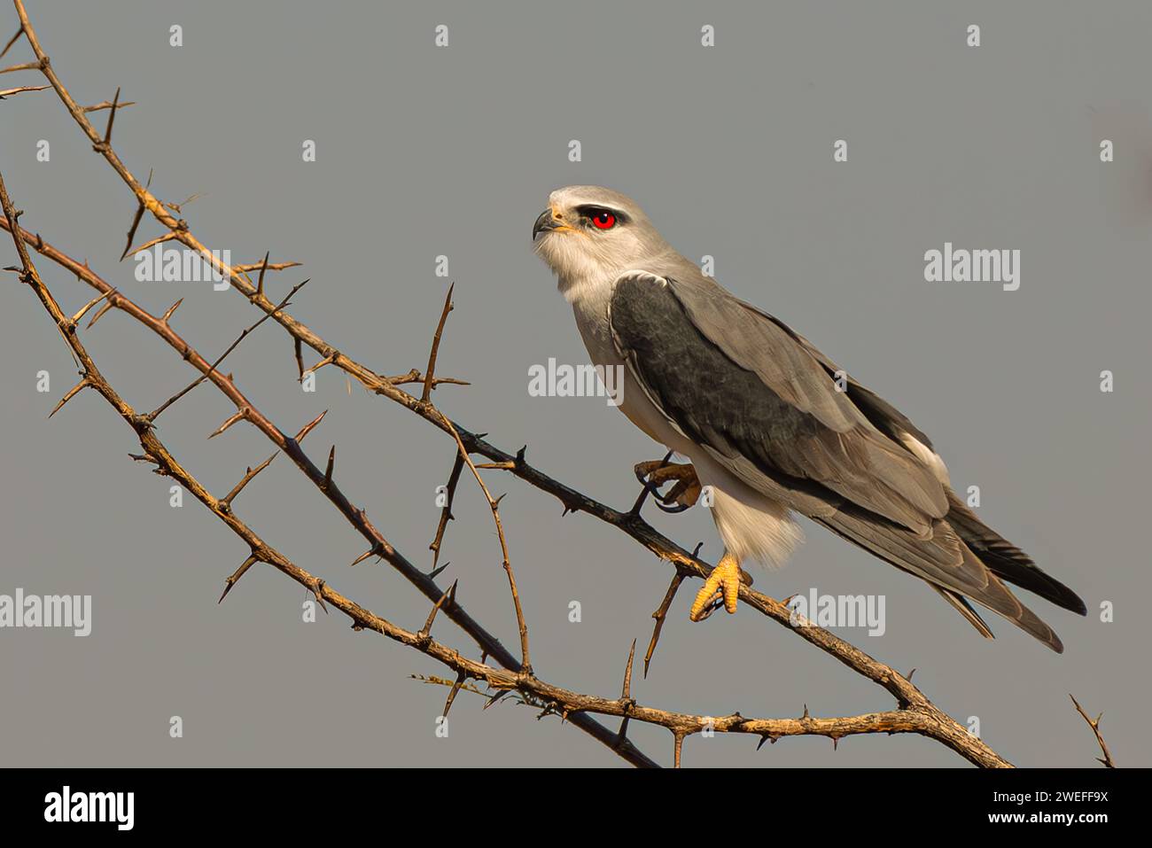 Un cerf-volant à ailes noires (Elanus caeruleus), également connu sous le nom de cerf-volant à épaules noires, se perche dans un arbre dans le Nord-Ouest, en Afrique du Sud. L'oiseau est connu pour ho Banque D'Images