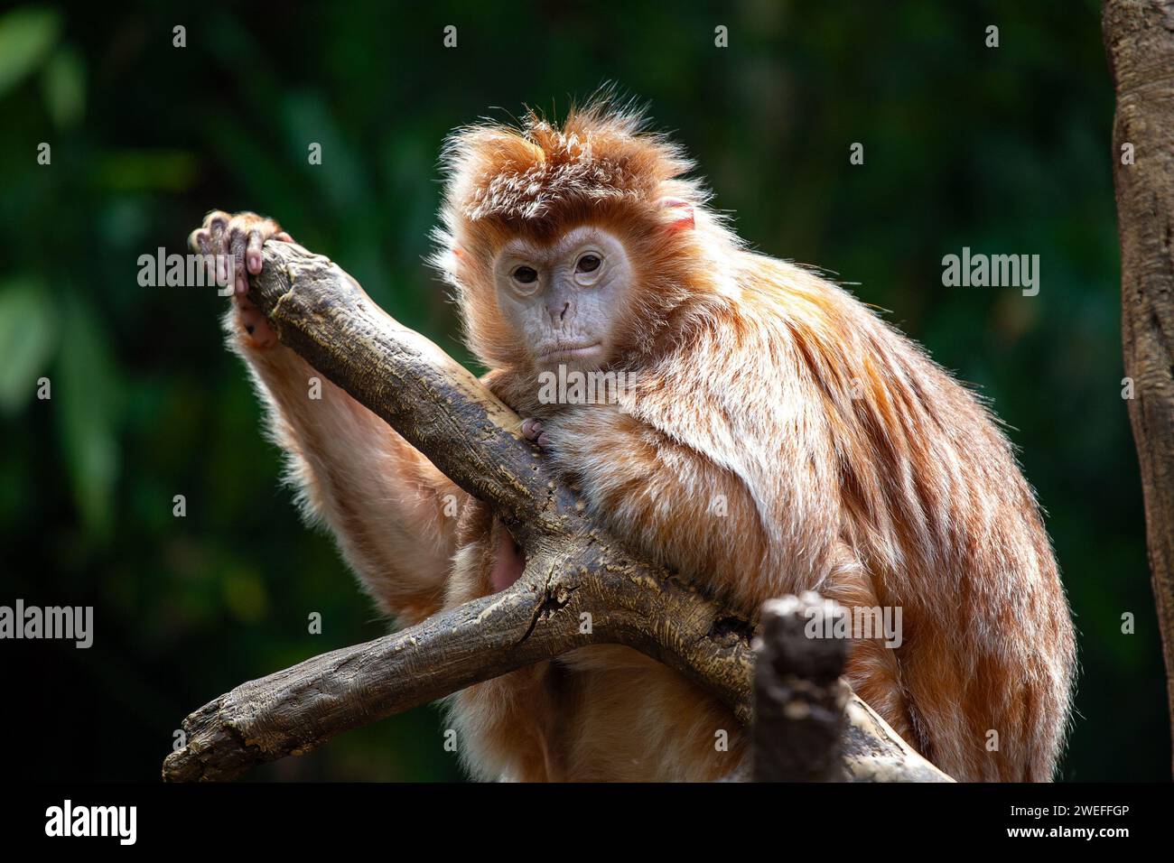 Gracieux Java Lutung (Trachypithecus auratus) vu au milieu de la végétation luxuriante du sud de la Chine. Une rencontre captivante avec cette espèce de langur, showcas Banque D'Images